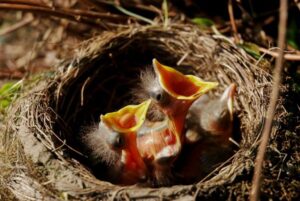 Image of a Bird's Nest